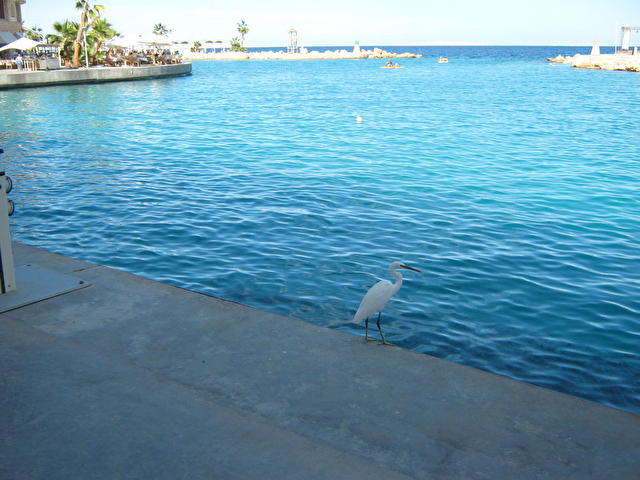 Citadel Azur Resort, Египет