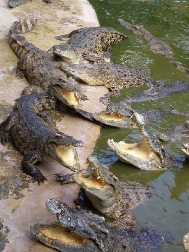 Крокодиловая Ферма