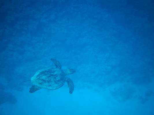 Черепаха, которую мы видели рядом с рифом