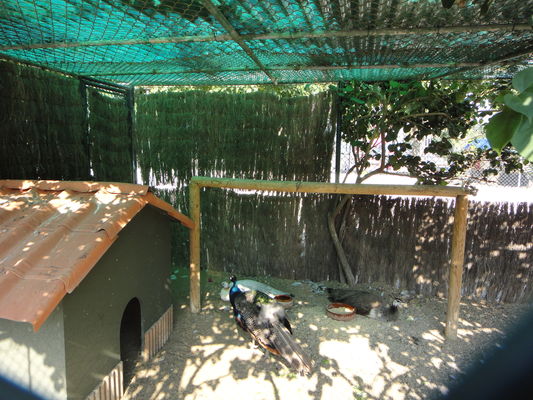 qwer151-зоопарк на территории отеля:павлины,попугаи,шиншилы,кролики,много разных птиц,черепахи,