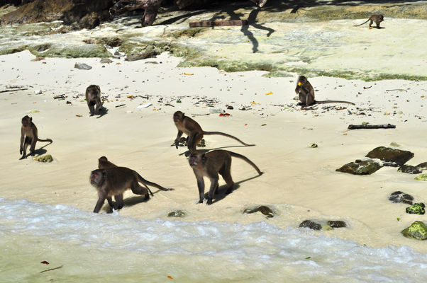 пляж обезьян