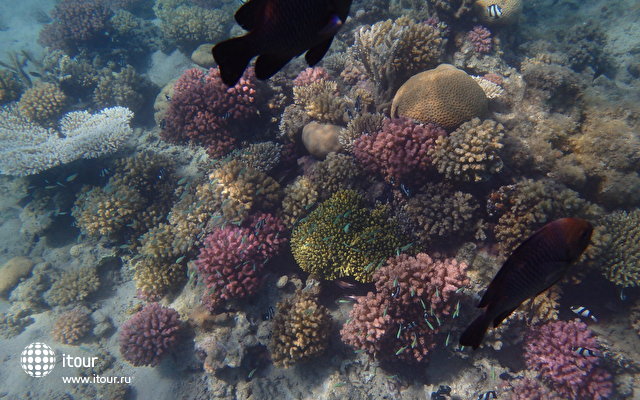 Коралловые островки в Шамсе

