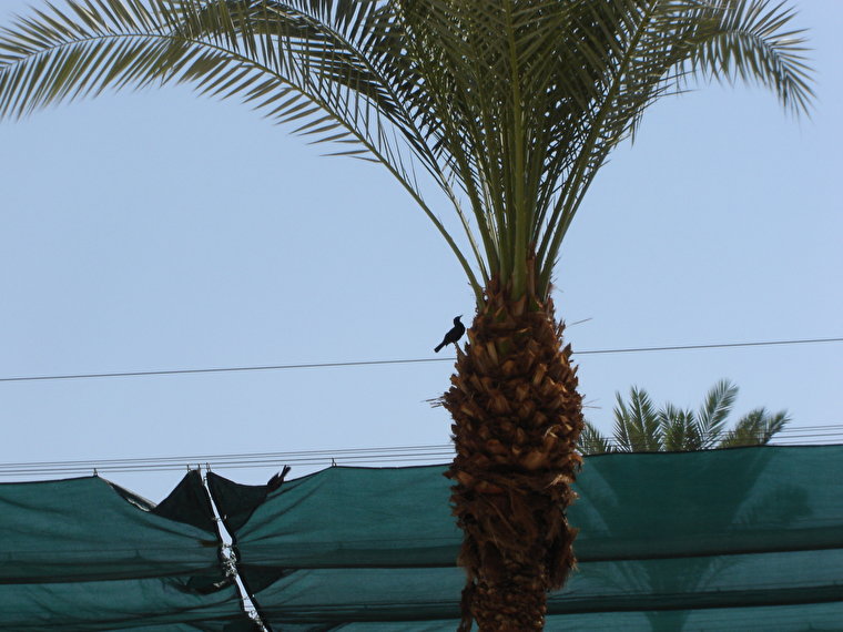 пальмочка и часть навеса над бассейном