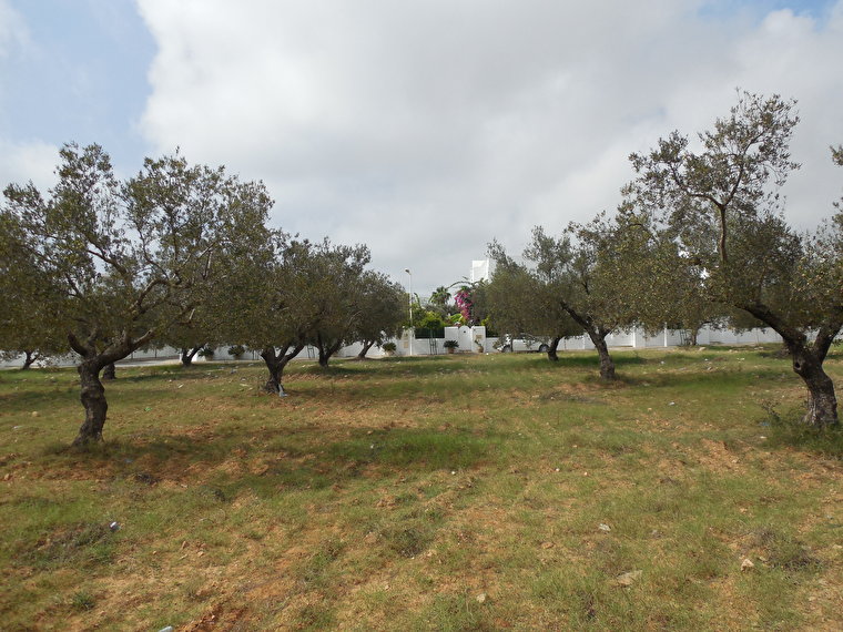 Оливковые сады