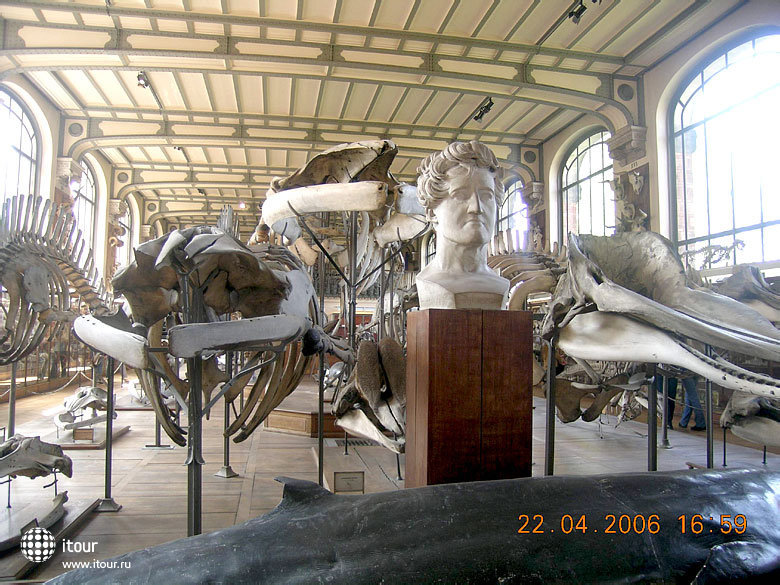 Museum National d'Histoire Naturelle in Paris - Экспозиция Палеонтологической галереи Музея с бюстом Ж. Кювье