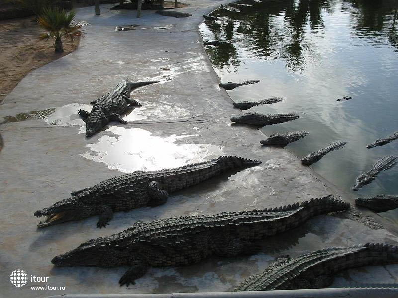 Crocodile’s reserve