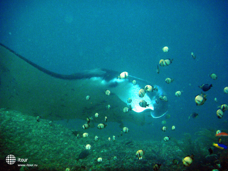 Diving  Bali