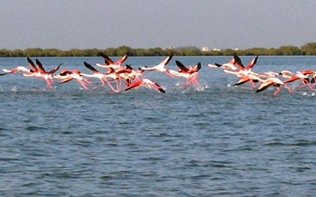 Flamingo Beach Resort 8