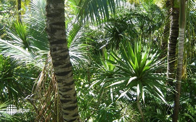 Jardin Tropical 19